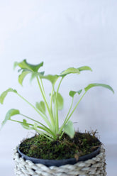 Taumatophyllum xanadu variegata